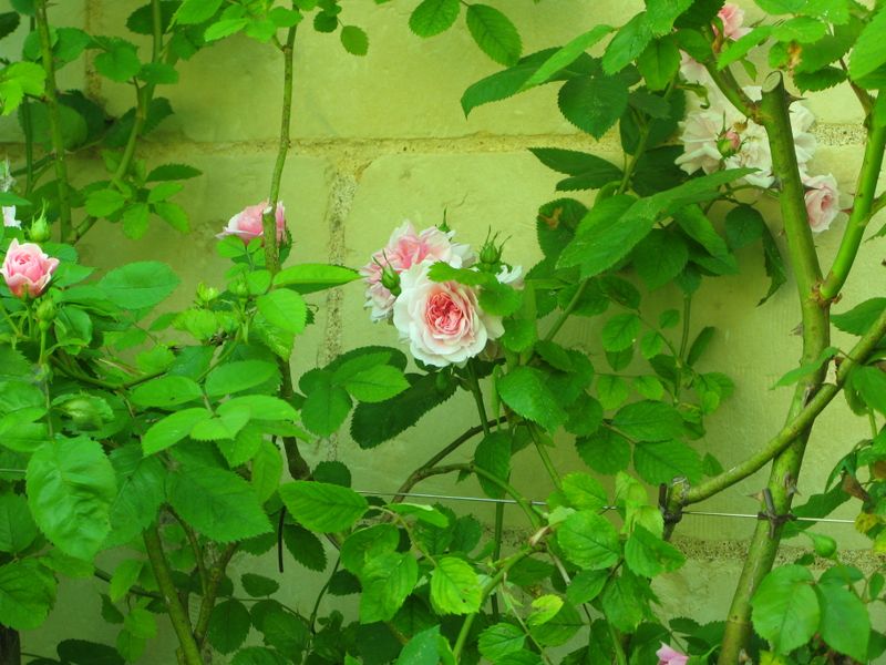 Abbaye de fontevraud_au jardin_2