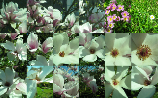 Magnolia soulangeana assemblage pour word__2010_04_11