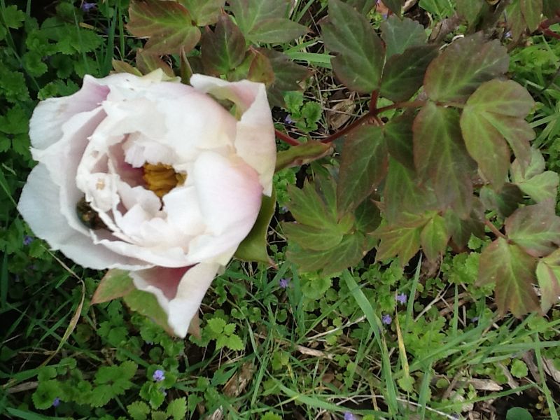 Pivoine à cétoine